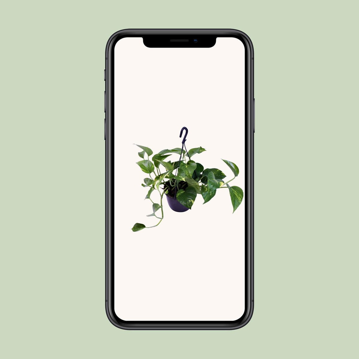 Epipremnum aureum (scindapsus) – Ø15 cm, 30 cm høj