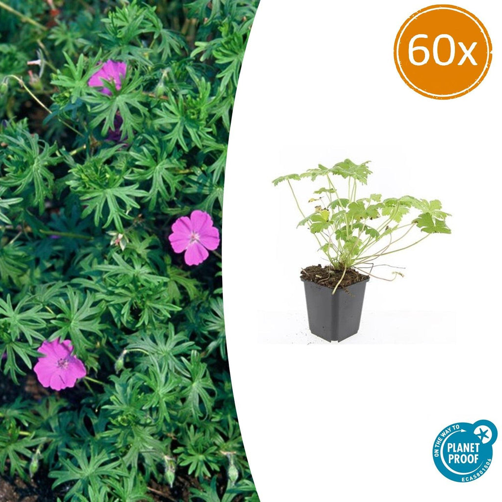 Geranium 'Tiny Monster' (cranesbill) – 60 plants, Ø9 cm, 10–25 cm high – photo 2