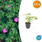 Geranium 'Tiny Monster' (cranesbill) – 60 plants, Ø9 cm, 10–25 cm high