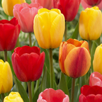 Tulpenmix 'Darwin Hybride' – 160 Blumenzwiebeln (Zwiebelgröße 10/12)