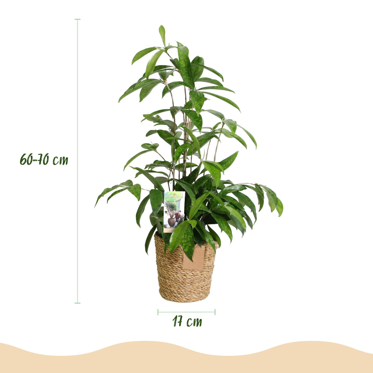 2× Dracaena surculosa (dragebreg) med kurv – Ø17 cm, 60–70 cm høj