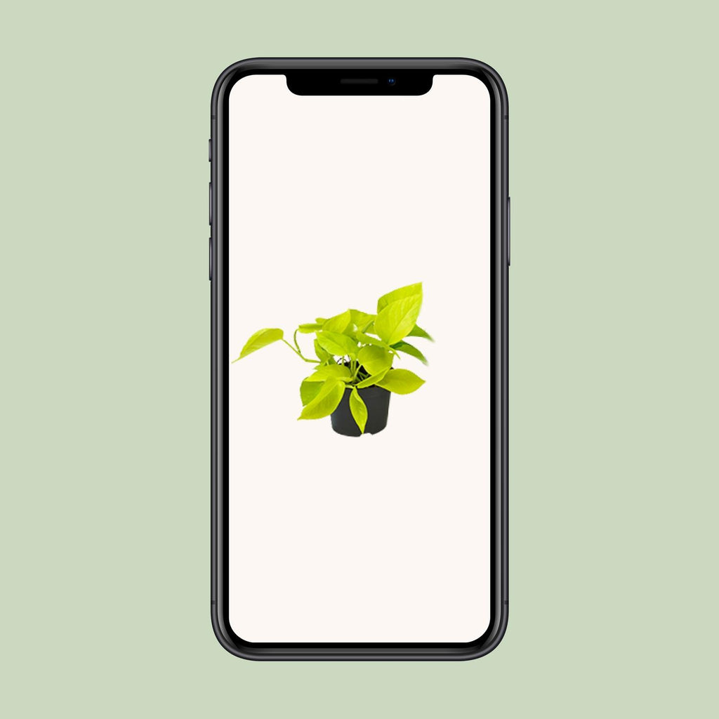 Epipremnum Golden Pothos (scindapsus) – Ø12 cm, 15 cm hoch