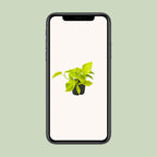 Epipremnum Golden Pothos (scindapsus) – Ø12 cm, 15 cm hoch