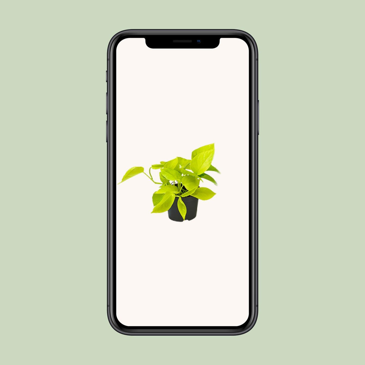 Epipremnum Golden Pothos (scindapsus) – Ø12 cm, 15 cm høj