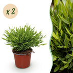 2× Bamusa Pogonatherum Monica (bambusgræs) – Ø12 cm, 30–35 cm høj