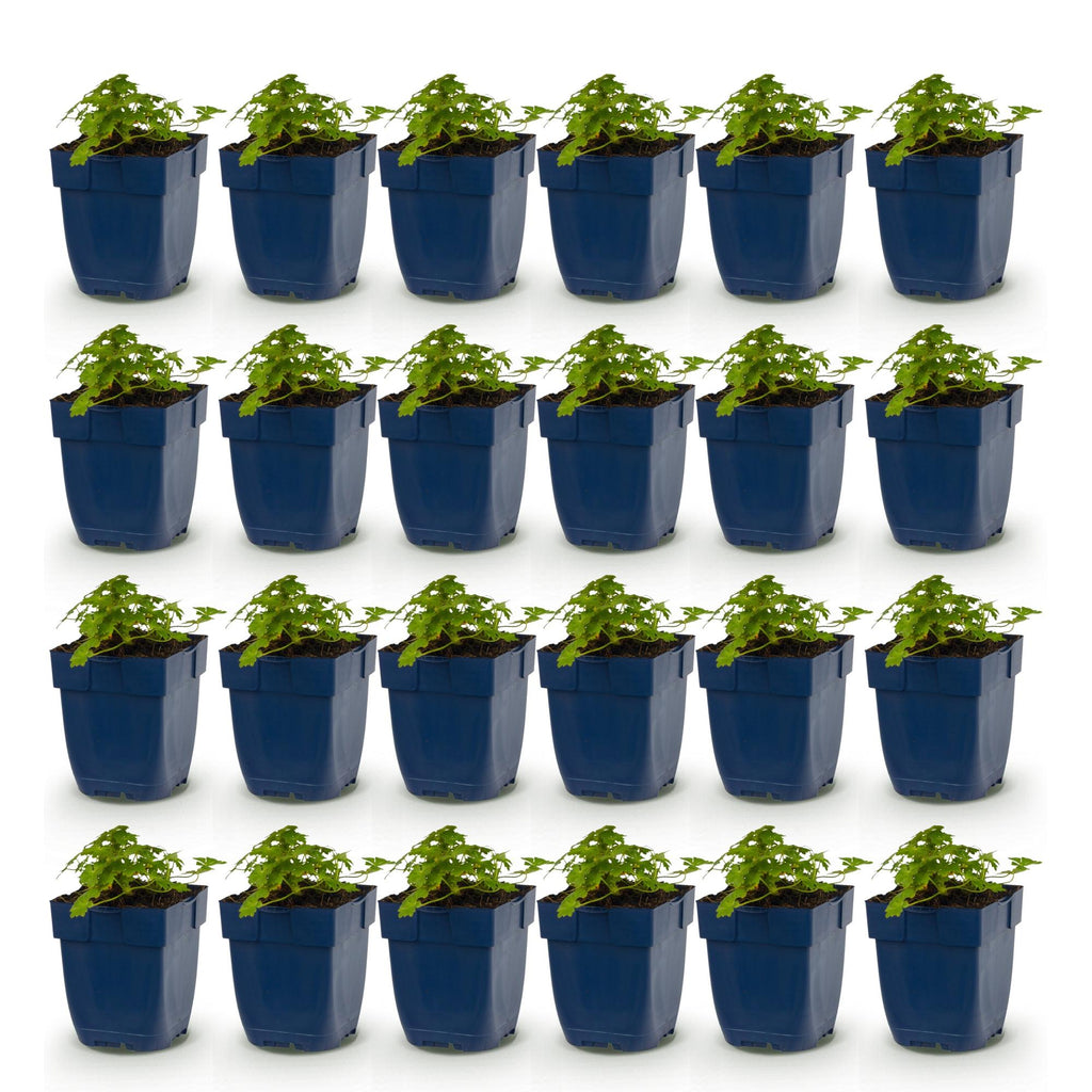 Geranium macrorrhizum 'Spessart' (storkege) – rosa-hvid – 24 planter, Ø11 cm, 15–25 cm høj – billede 2