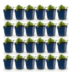 Geranium macrorrhizum 'Spessart' (storkege) – rosa-hvid – 24 planter, Ø11 cm, 15–25 cm høj