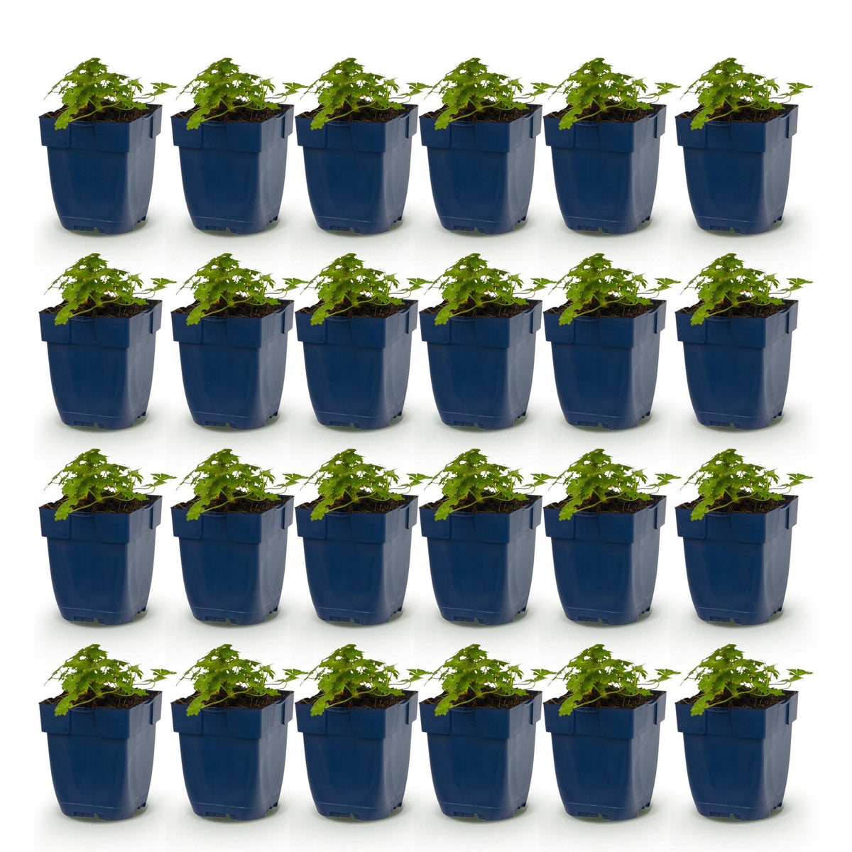 Geranium macrorrhizum 'Spessart' (storkege) – rosa-hvid – 24 planter, Ø11 cm, 15–25 cm høj – billede 2