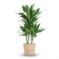 Dracaena Janet Lindt (drakenboom) met zeegras mand – Ø21 cm, 95 cm hoog