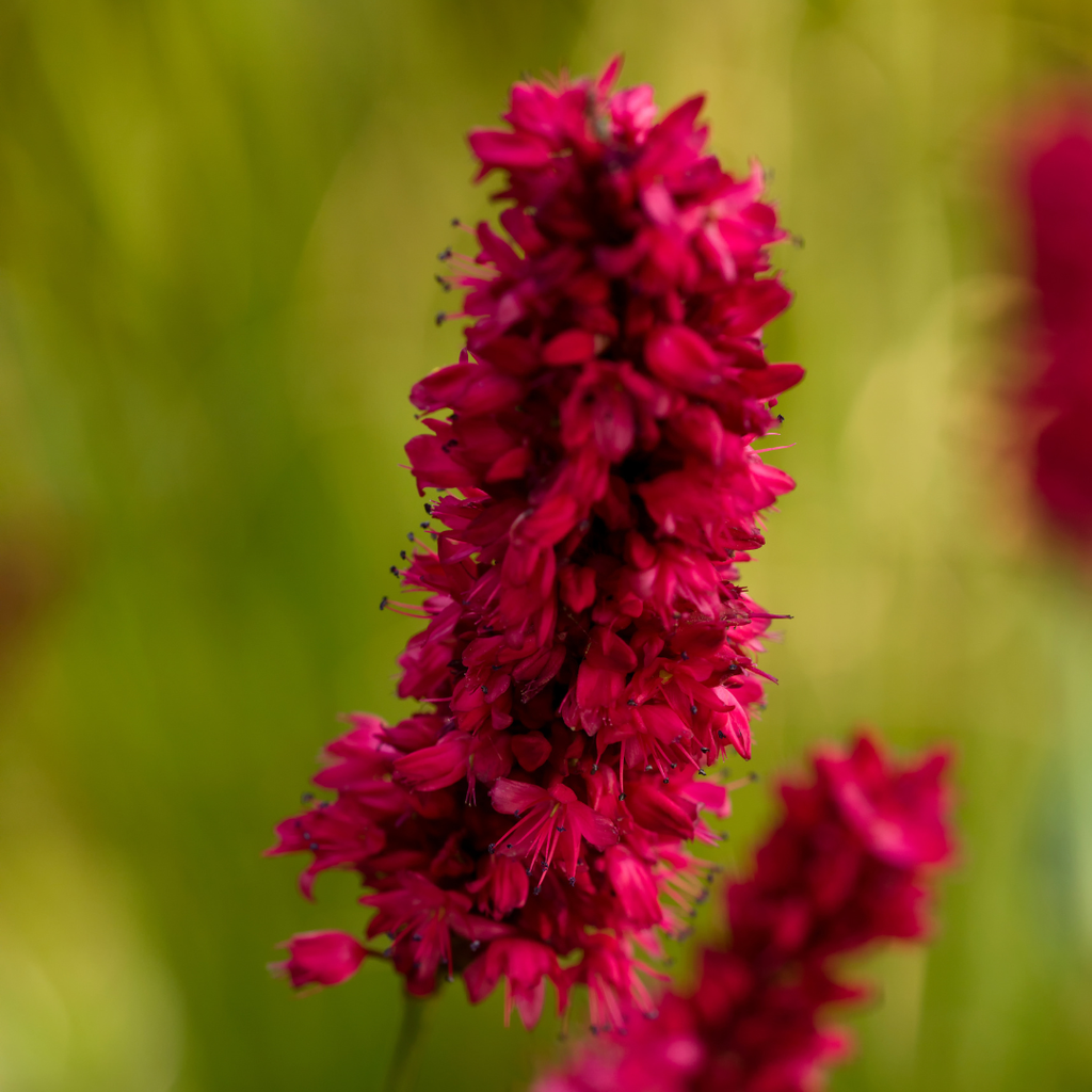Persicaria anomala 'Blackfield' (impatiens) – 24 plantes, Ø9 cm, 10–25 cm de haut – photo 8