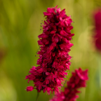 Persicaria anomala 'Blackfield' (impatiens) – 24 plantes, Ø9 cm, 10–25 cm de haut