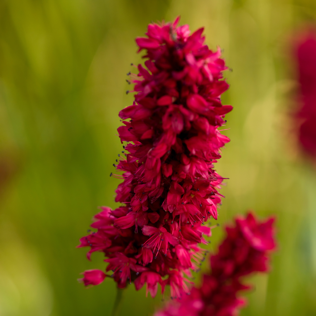Persicaria anomala 'Blackfield' (impatiens) – 24 plantes, Ø9 cm, 10–25 cm de haut – photo 8