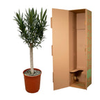 Nerium 'Oleander' standard – Ø22 cm, 110 cm high – pink