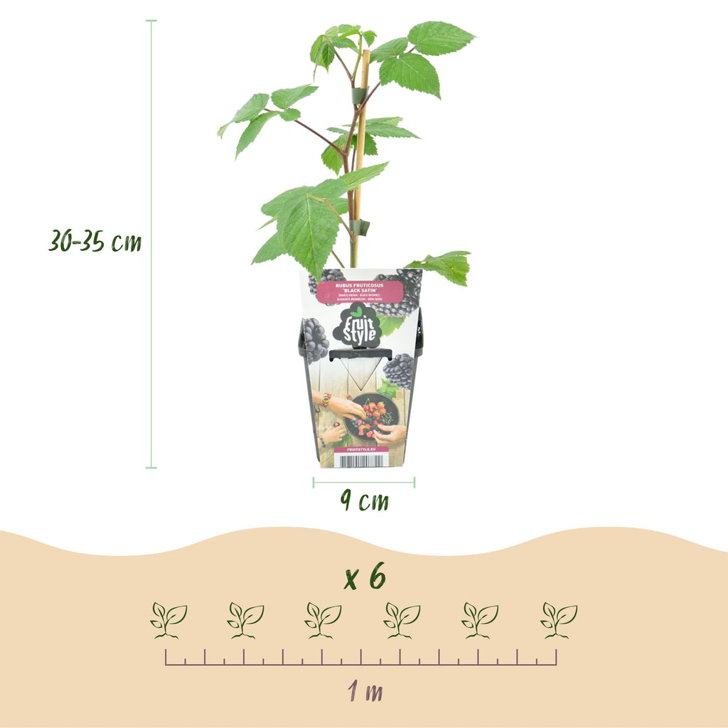 Rubus 'Black Satin' (braam) – 6 planten, Ø9 cm, 35 cm hoog