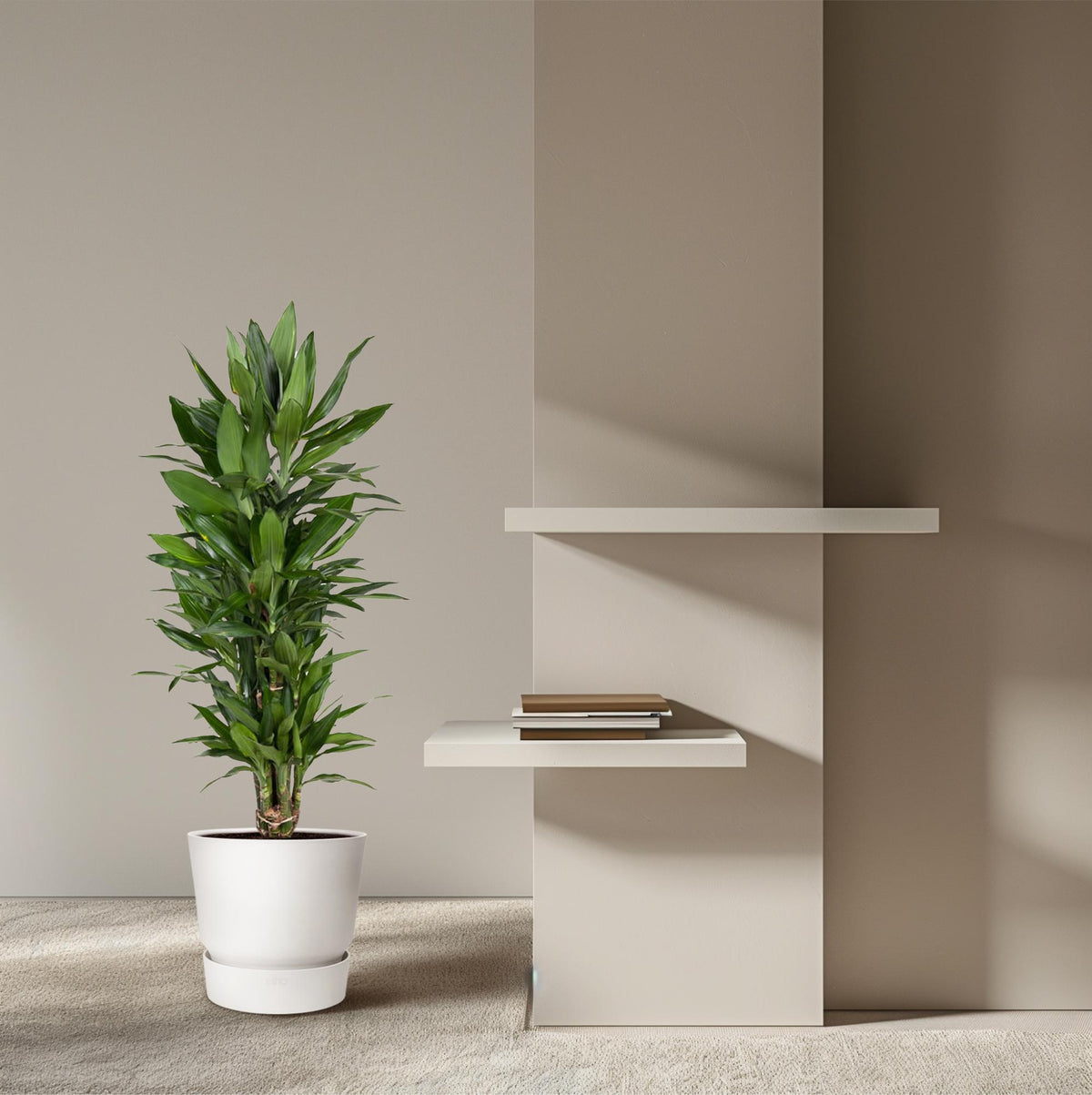 Dracaena Janet Lind vertakt (drakenboom) – Ø27 cm, 110 cm hoog