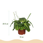 2× Maranta Fascinator Lemon Lime (gebedsplant) met mand – Ø12 cm, 25 cm hoog