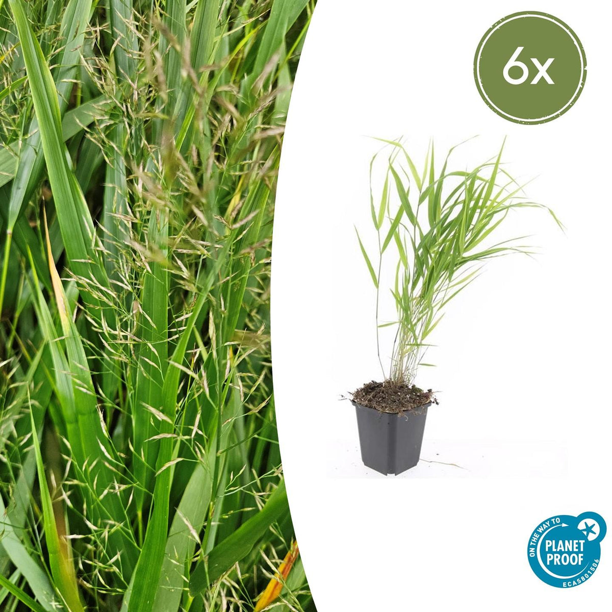 Hakonechloa macra (Japans siergras) – 6 planten, Ø9 cm, 10–25 cm hoog – foto 2