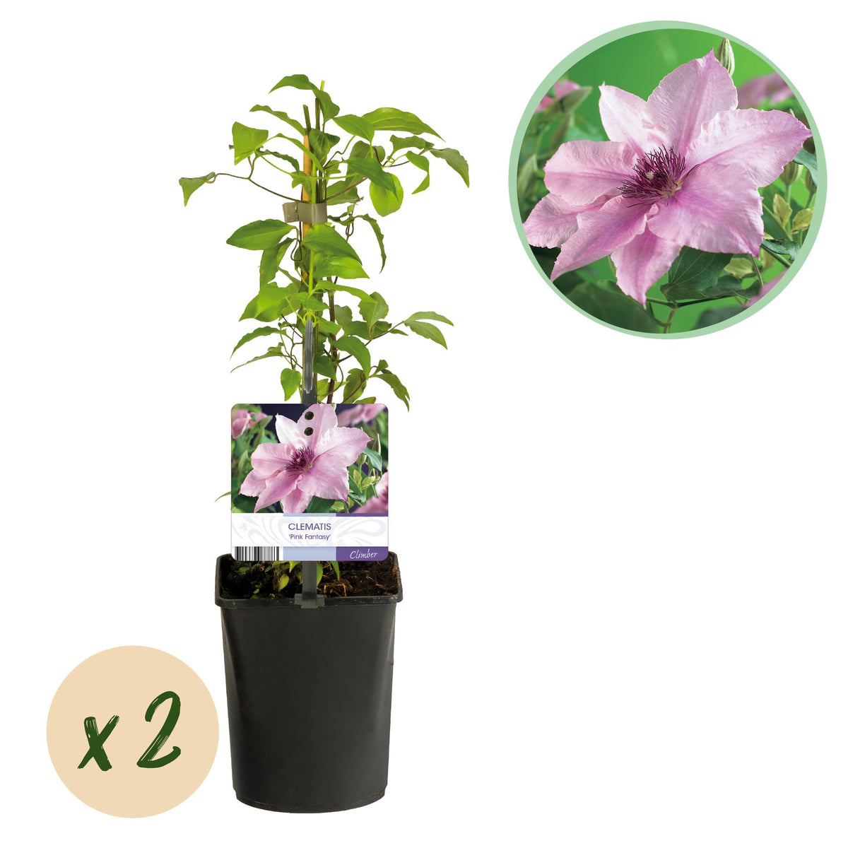 Clematis 'Pink Fantasy' (bosrank) – roze – 2 planten, Ø11 cm, 40 cm hoog