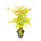 Acer palmatum 'Orange Dream' (Japanese maple) – Ø19 cm, 50 cm high