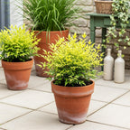 Nandina 'Lemon & Lime' (Himmlisches Bambus) – gelb – 2 Pflanzen, Ø 17 cm, 45 cm hoch