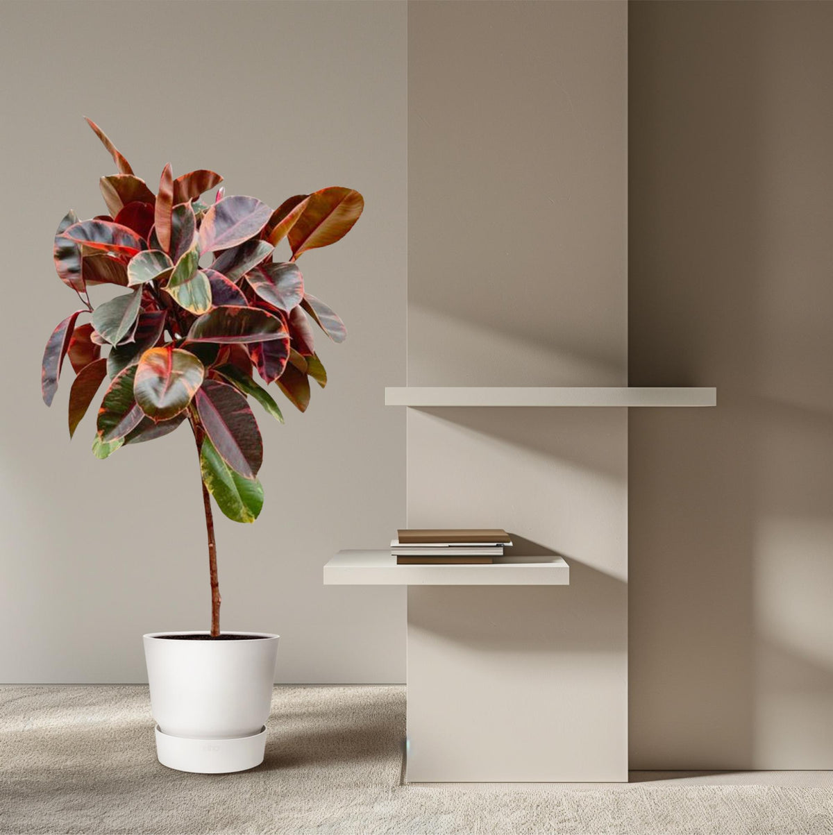 Ficus elastica Belize op stam (rubberplant) – Ø24 cm, 130 cm hoog