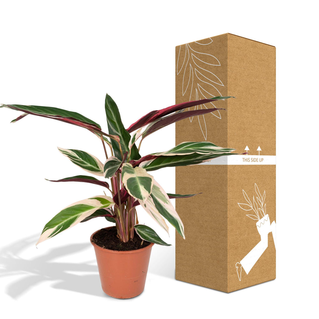 Calathea Triostar – Ø19 cm, 70 cm hög