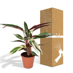 Calathea Triostar – Ø19 cm, 70 cm hög