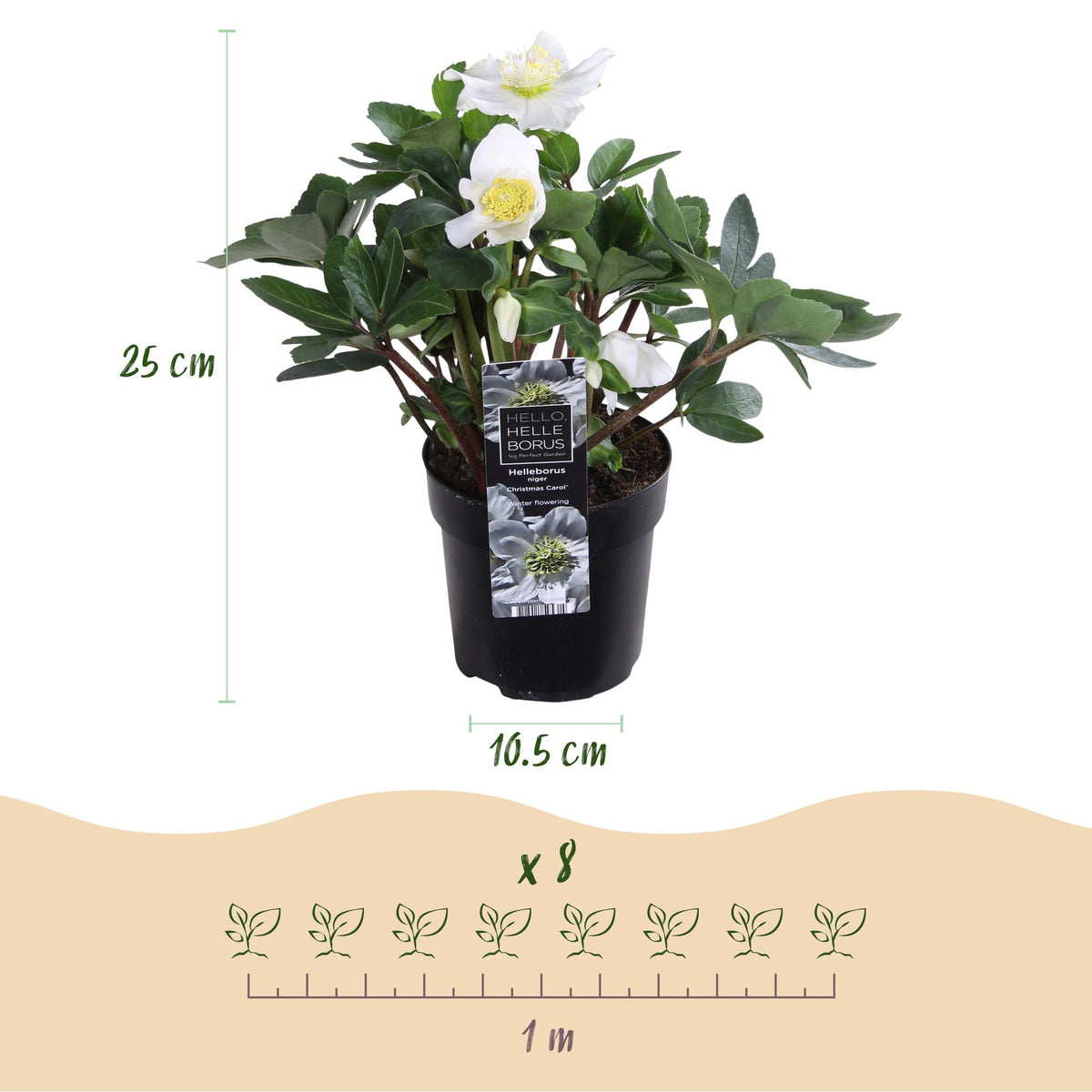 Helleborus 'Christmas Carol' (witte bloem) – 6 planten, Ø11 cm, 25 cm hoog – foto 3