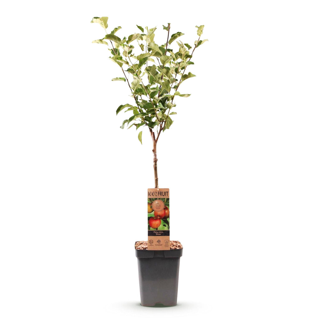 Malus domestica 'Elstar' (appelboom) – Ø21 cm, 90 cm hoog – foto 2