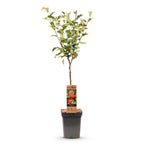 Malus domestica 'Elstar' (appelboom) – Ø21 cm, 90 cm hoog