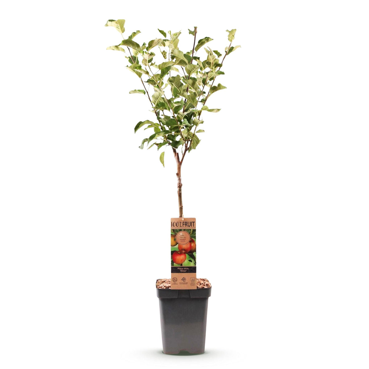 Malus domestica 'Elstar' (pommier) – Ø21 cm, 90 cm de haut – photo 2