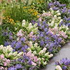 Buddleja davidii 'Butterfly Candy Little Tricolour' (Fliederblume) – rosa-weiß-lila – 3 Pflanzen, Ø12 cm, 20–25 cm hoch