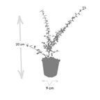 Cotoneaster suec. 'Coral Beauty' (dwarf cotoneaster) – 60 plants, Ø9 cm, 10–25 cm high