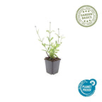 Verbena bon. 'Lollipop' (Eisenhart) – 48 Pflanzen, Ø9 cm, 10–25 cm hoch