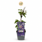 Clematis 'Multi Blue' (bosrank) – blauw – 2 planten, Ø9 cm, 35 cm hoog