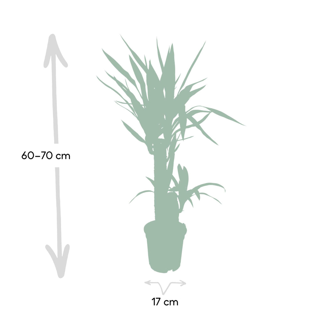 Yucca elephantipes – Ø17 cm, 85 cm hoog