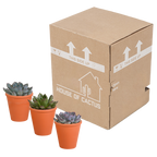 Echeveria-Mix im Terrakottatopf – Ø 9 cm, 15 cm hoch