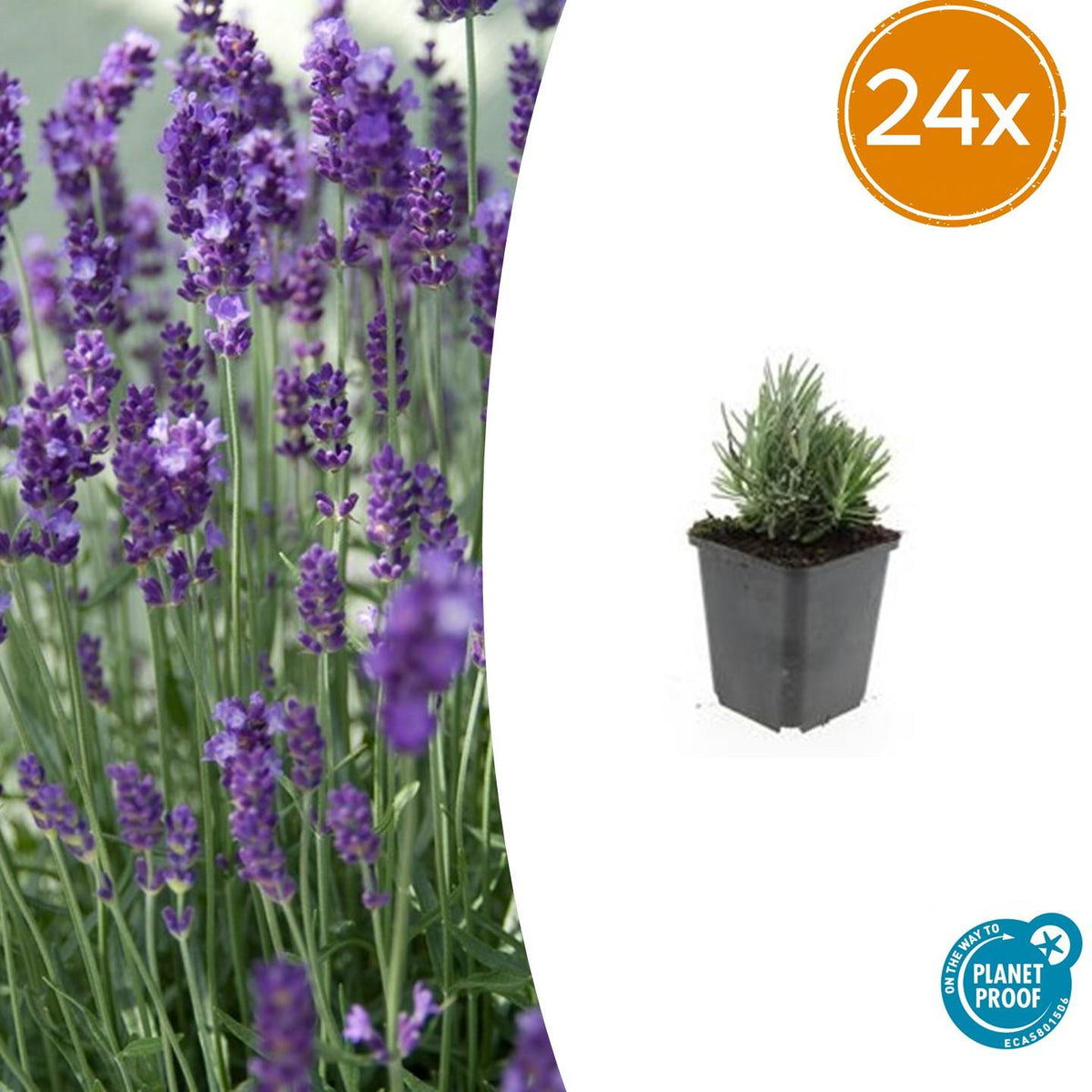 Lavandula angustifolia 'Dwarf Blue' (lavendel) – 24 planten, Ø9 cm, 10–25 cm hoog