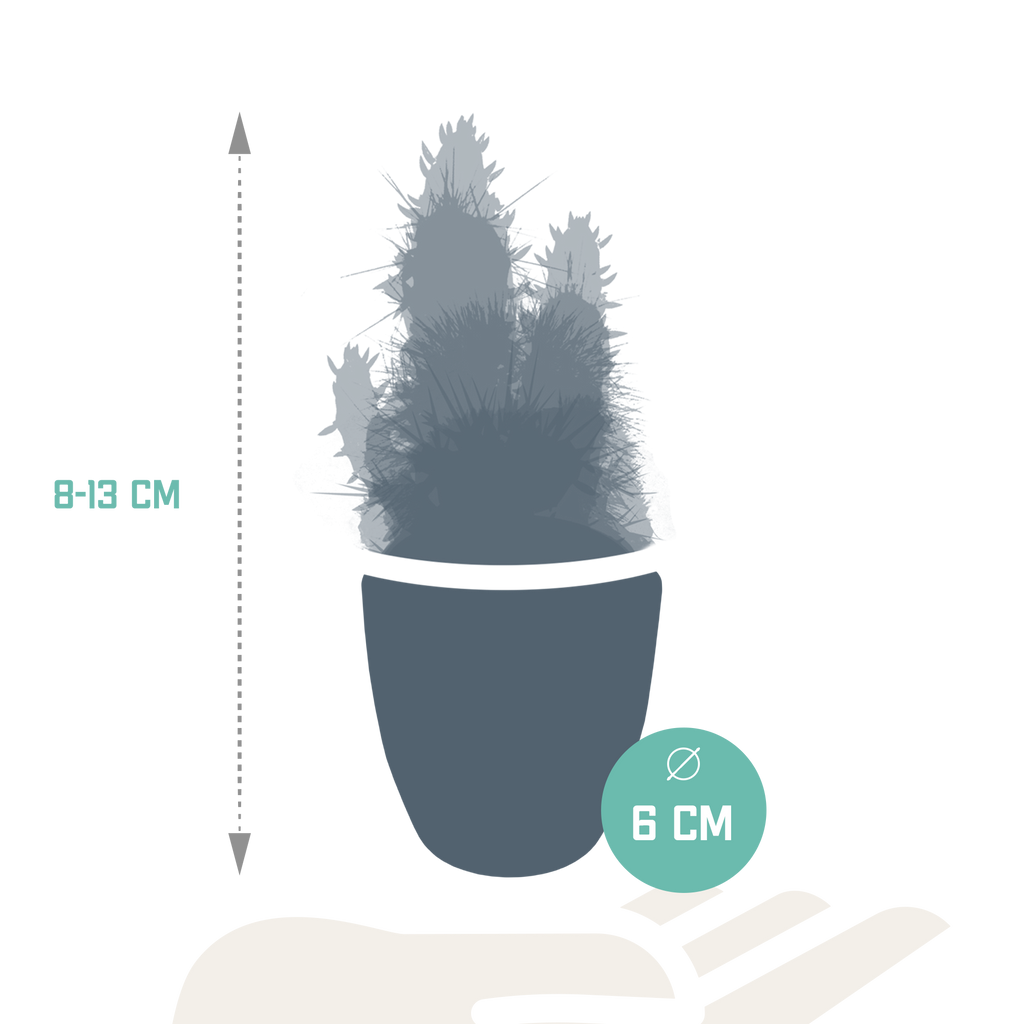 Kaktusmix (Cactaceae) i hvid potte – Ø6 cm, 40 cm høj