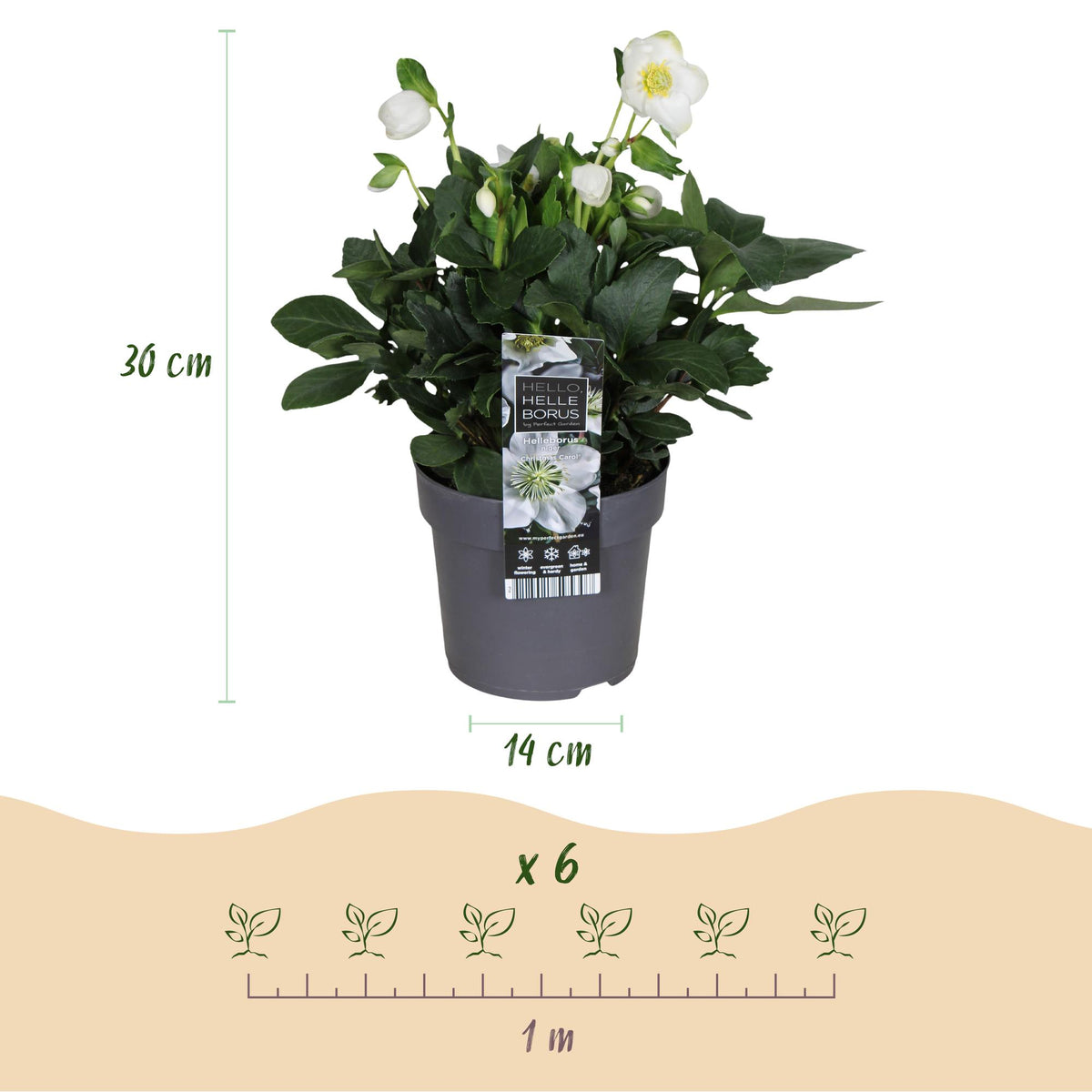 Helleborus 'Christmas Carol' (kerstroos) – Ø14 cm, 30 cm hoog – foto 5