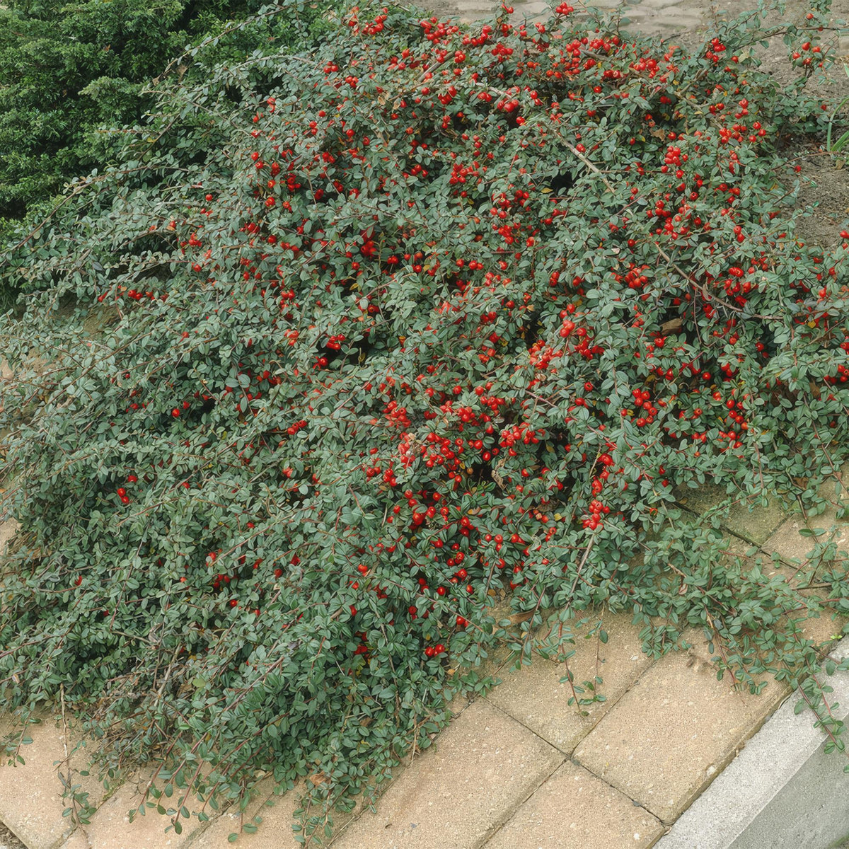 Cotoneaster dammeri (dwarf cotoneaster) – 60 plants, Ø9 cm, 10–25 cm high – photo 8