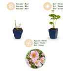 Anemone hybr. 'Kön. Charlotte' (Herbstanemone) – rosa – 24 Pflanzen, Ø 11 cm, 15–25 cm hoch