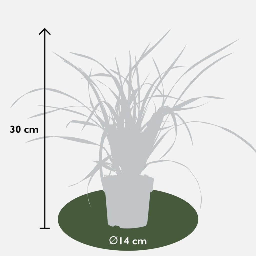 Carex morrowi 'Irish Green' (soft rush) – 6 plants, Ø14 cm, 25 cm high – photo 4
