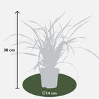 Carex morrowi 'Irish Green' (soft rush) – 6 plants, Ø14 cm, 25 cm high