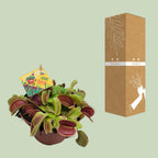 Dionaea Muscipula (Venusfluefænge) – Ø12 cm, 12 cm høj