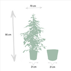 Ficus benjamina Goldenking (figuier pleureur) avec panier selin – Ø21 cm, 95 cm de haut