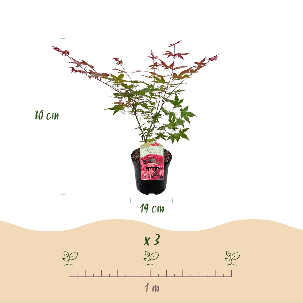 Acer palmatum 'Beni Maiko' (Japanese maple) – red – 2 plants, Ø19 cm, 70 cm high – photo 3