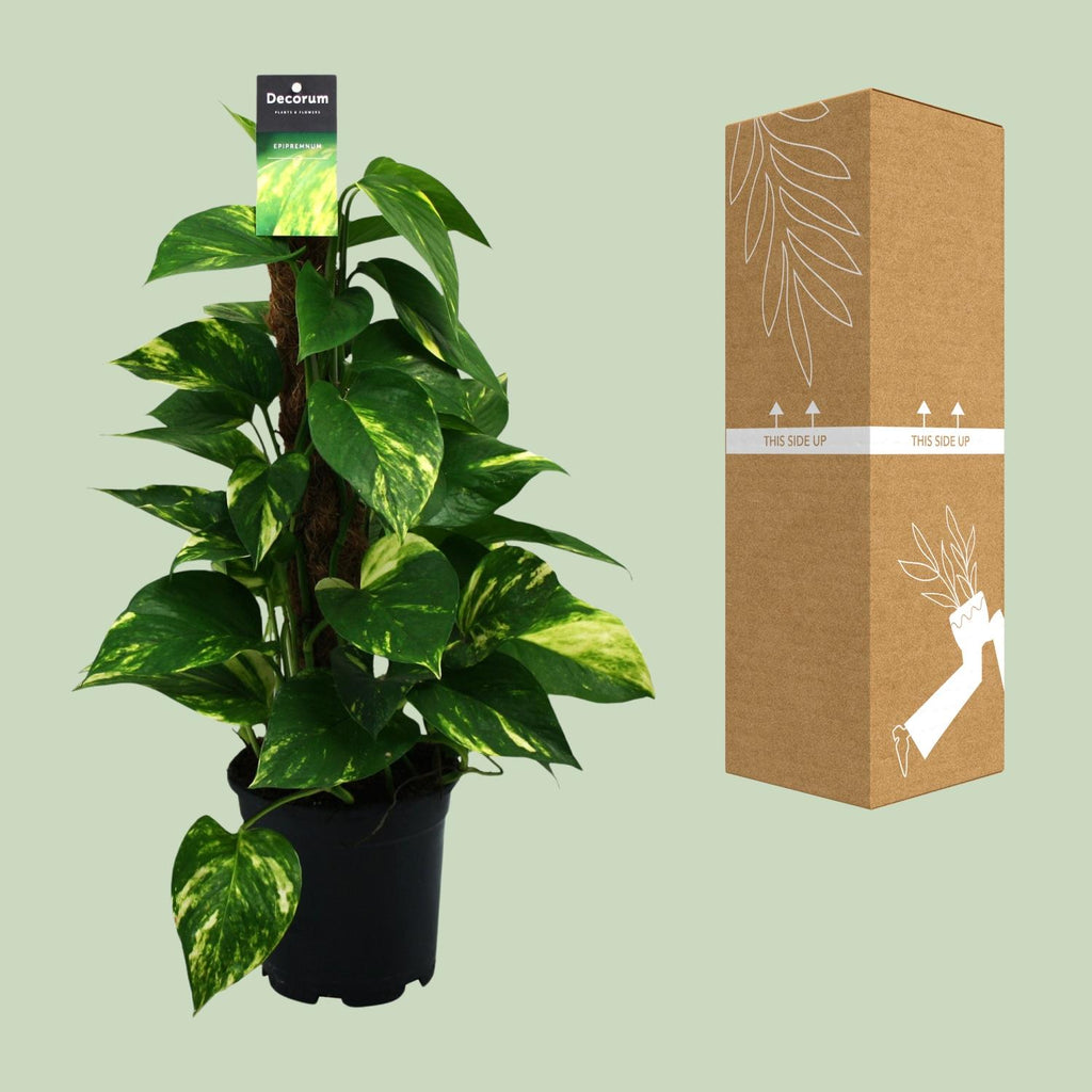 Epipremnum (scindapsus) – Ø15 cm, 50 cm hoch