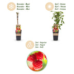 Rubus idaeus 'Ottawa' (framboisier) – 2 plants, Ø15 cm, 50 cm de haut
