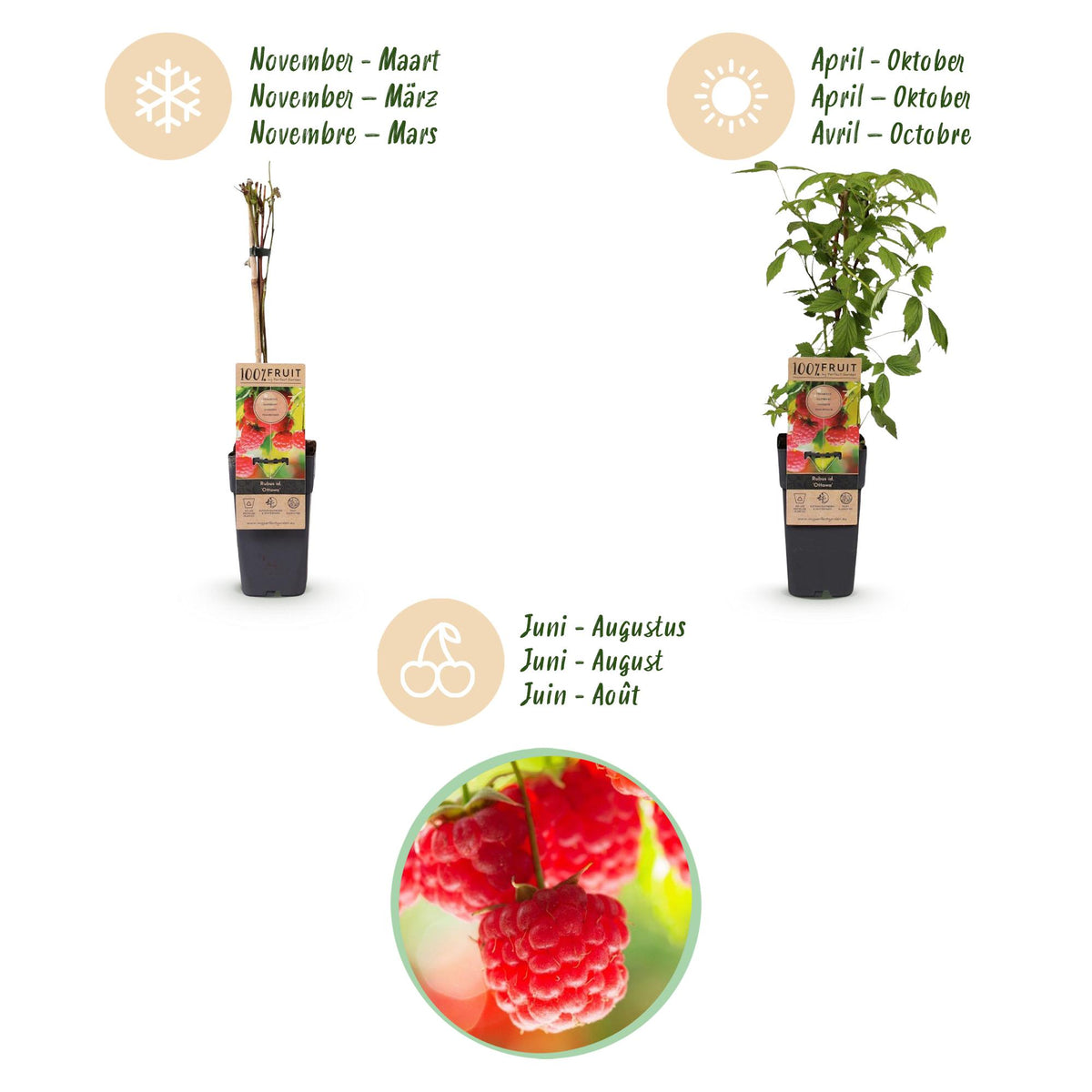 Rubus idaeus 'Ottawa' (frambozenplant) – 2 planten, Ø15 cm, 50 cm hoog – foto 4